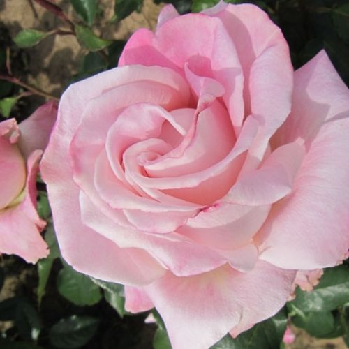 Purpurowo-czerwony - Róże pienne - z kwiatami hybrydowo herbacianymi - korona równomiernie ukształtowana